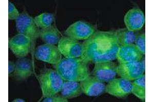 Immunofluorescence staining of Neuro 2a mouse neuroblastoma cell line using TUBB3 monoclonal antibody, clone TU - 20 (Cat # MAB0907 ; green) , 3 ug / ml. (TUBB3 anticorps  (AA 441-448))