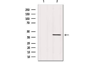 Western blot analysis of extracts from Mouse brain, using TMOD1 Antibody. (Tropomodulin 1 anticorps  (N-Term))