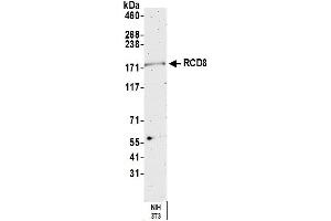 anti-Enhancer of mRNA Decapping 4 (EDC4) (AA 1-50) antibody