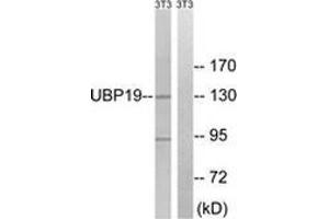 Western blot analysis of extracts from NIH-3T3 cells, using USP19 Antibody .