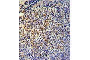TPPP3 Antibody IHC analysis in formalin fixed and paraffin embedded tonsil followed by peroxidase conjugation of the secondary antibody and DAB staining. (TPPP3 anticorps  (C-Term))