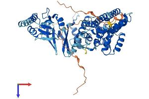 AlphaFold protein structure predicition of Human Recombinant CCT8L2 Protein, UniprotID Q96SF2