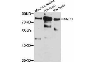 Western blot analysis of extracts of various cell lines, using SNPH antibody (ABIN6290982) at 1:1000 dilution.