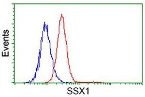Image no. 1 for anti-Synovial Sarcoma, X Breakpoint 1 (SSX1) antibody (ABIN1501159) (SSX1 anticorps)