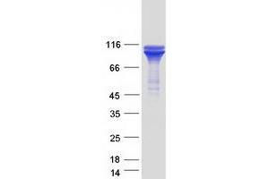 Validation with Western Blot (GRP94 Protein (Myc-DYKDDDDK Tag))