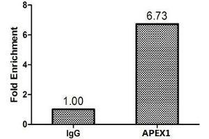 Chromatin Immunoprecipitation MCF-7 (1.