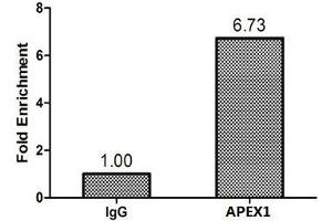 Chromatin Immunoprecipitation MCF-7 (1. (APEX1 anticorps  (AA 32-318))