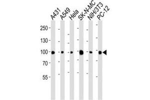 Western blot analysis of lysate from A431, A549, HeLa, SK-N-MC, mouse NIH3T3, rat PC-12 cell line using anti-HSP90 antibody diluted at 1:1000 for each lane. (HSP90 anticorps  (AA 57-89))