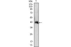 Western Blot showing CSF2 antibody used against CSF2 (AA: 18-144)-hIgGFc transfected HEK293 cell lysate.