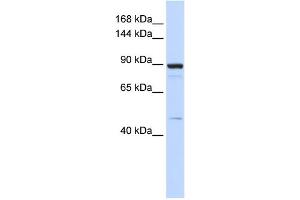 WB Suggested Anti-PDE3B Antibody Titration:  0. (PDE3B anticorps  (Middle Region))