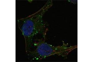 Confocal immunofluorescence analysis of Hela cells using GABPA antibody (green). (GABPA anticorps  (AA 120-190))