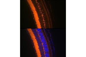 Immunofluorescence analysis of mouse eye using V Rabbit mAb (ABIN7271313) at dilution of 1:100 (40x lens). (VAMP2 anticorps)