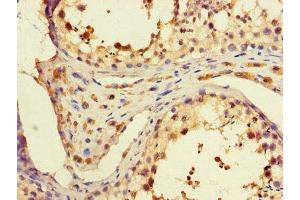 Immunohistochemistry of paraffin-embedded human testis tissue using ABIN7168299 at dilution of 1:100
