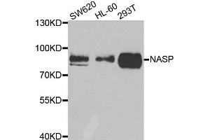 Western blot analysis of extracts of various cell lines, using NASP antibody. (NASP anticorps)