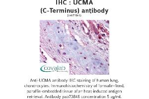 Image no. 1 for anti-Upper Zone of Growth Plate and Cartilage Matrix Associated (UCMA) (C-Term) antibody (ABIN1740574) (UCMA anticorps  (C-Term))