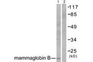 Western blot analysis of extracts from HepG2 cells, using Mammaglobin B Antibody. (SCGB2A1 anticorps  (AA 10-59))