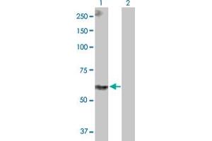 Western Blot analysis of PPIL4 expression in transfected 293T cell line by PPIL4 MaxPab polyclonal antibody. (PPIL4 anticorps  (AA 1-492))