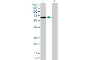 Western Blot analysis of CD44 expression in transfected 293T cell line by CD44 MaxPab polyclonal antibody. (CD44 anticorps  (AA 1-361))