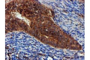 Image no. 6 for anti-Epsin 2 (EPN2) antibody (ABIN1498051) (Epsin 2 anticorps)