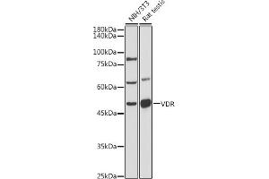 Western blot analysis of extracts of various cell lines, using VDR antibody (ABIN6128918, ABIN6150079, ABIN6150081 and ABIN6215434) at 1:500 dilution. (Vitamin D Receptor anticorps  (AA 128-427))