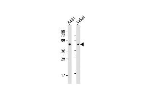 All lanes : Anti-EBP1 Antibody (C-term) at 1:1000 dilution Lane 1: A431 whole cell lysate Lane 2: Jurkat whole cell lysate Lysates/proteins at 20 μg per lane. (PA2G4 anticorps  (C-Term))