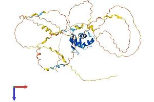 AlphaFold protein structure predicition of Mouse Recombinant Foxd1 Protein, UniprotID Q61345