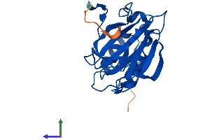 AlphaFold protein structure predicition of Mouse Recombinant Cdo1 Protein, UniprotID P60334