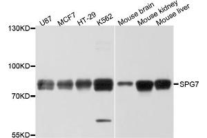 Western blot analysis of extracts of various cell lines, using SPG7 antibody. (SPG7 anticorps)