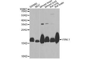 Western blot analysis of extracts of various cell lines, using VSNL1 Antibody (ABIN2560753) at 1:1000 dilution. (VSNL1 anticorps)