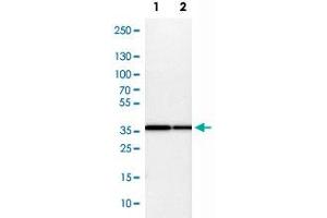 Western Blot analysis of Lane 1: NIH-3T3 cell lysate (mouse embryonic fibroblast cells) and Lane 2: NBT-II cell lysate (Wistar rat bladder tumor cells) with COPS5 polyclonal antibody . (COPS5 anticorps)