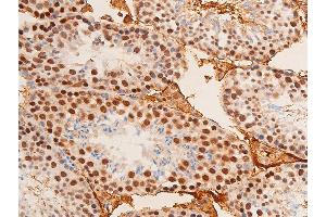 ABIN6267306 at 1/100 staining mouse testicular tissue sections by IHC-P.