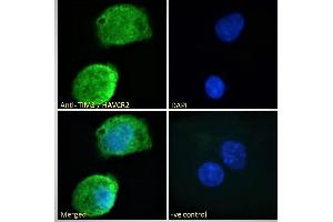 ABIN185571 Immunofluorescence analysis of paraformaldehyde fixed HepG2 cells, permeabilized with 0.