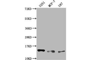 Western Blot Positive WB detected in: U251 whole cell lysate, MCF-7 whole cell lysate, U87 whole cell lysate All lanes: TNFRSF12A antibody at 1:2000 Secondary Goat polyclonal to rabbit IgG at 1/50000 dilution Predicted band size: 14, 11 kD Observed band size: 14 kDa