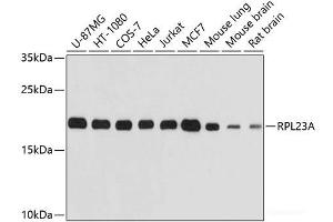 Western blot analysis of extracts of various cell lines using RPL23A Polyclonal Antibody at dilution of 1:1000. (RPL23A anticorps)