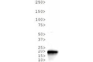 Western Blot of Rabbit Anti-Histone H3 [Trimethyl Lys36] Antibody.