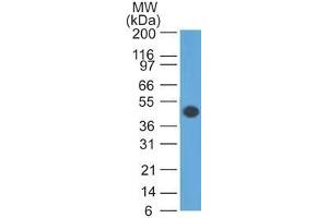 Western Blot Analysis of human brain tissue lysate using GFAP Mouse Monoclonal Antibody (GA-5).