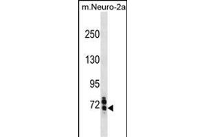 Mouse Senp1 Antibody (Center) (ABIN1881788 and ABIN2838724) western blot analysis in mouse Neuro-2a cell line lysates (35 μg/lane). (SENP1 anticorps  (AA 262-289))
