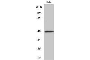 Western Blotting (WB) image for anti-Signal-Regulatory Protein beta 1 (SIRPB1) (Internal Region) antibody (ABIN3183741) (SIRPB1 anticorps  (Internal Region))