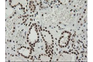 Image no. 5 for anti-Zinc Finger and SCAN Domain Containing 18 (ZSCAN18) antibody (ABIN1501857) (ZSCAN18 anticorps)