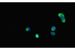 Immunofluorescent analysis of HepG2 cells using ABIN7160080 at dilution of 1:100 and Alexa Fluor 488-congugated AffiniPure Goat Anti-Rabbit IgG(H+L)