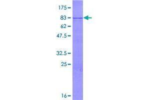 Image no. 1 for Tripartite Motif Containing 35 (TRIM35) (AA 1-493) protein (GST tag) (ABIN1323664)