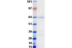 Validation with Western Blot (AMH Protein (DYKDDDDK-His Tag))