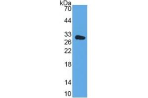Rabbit Detection antibody from the kit in WB with Positive Control: Human Hela cell lysate. (DDO Kit ELISA)