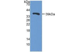 Western blot analysis of recombinant Pig TFF3.
