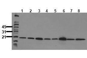 Western Blotting (WB) image for anti-Peptidylprolyl Cis/trans Isomerase, NIMA-Interacting 1 (PIN1) antibody (ABIN126850) (PIN1 anticorps)