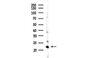 Western blot analysis of lysates from Mouse liver, using GNPN Antibody at 1/1000 dilution.