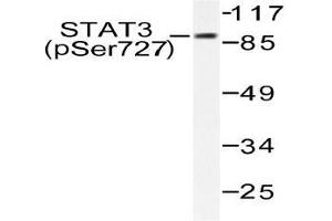 Western blot (WB) analysis of p-STAT3 (pSer727) pAb in extracts from HeLa cells. (STAT3 anticorps  (pSer727))