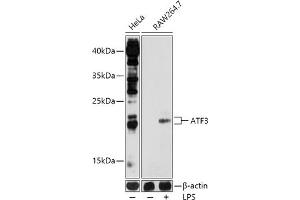 Western blot analysis of extracts of various cell lines, using  antibody  at 1:1000 dilution. (ATF3 anticorps  (AA 1-181))