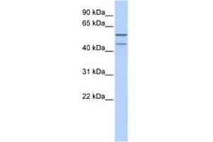 Image no. 1 for anti-Zinc Finger Protein 474 (ZNF474) (AA 35-84) antibody (ABIN6742256) (ZNF474 anticorps  (AA 35-84))