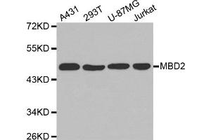 Western Blotting (WB) image for anti-Methyl-CpG Binding Domain Protein 2 (MBD2) antibody (ABIN1873650) (MBD2 anticorps)